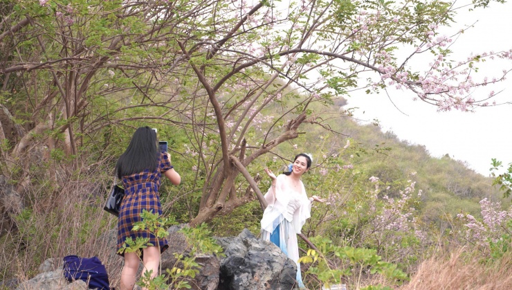 Hoa đỗ mai nở rộ hút hồn du khách đến với Vũng Tàu - 4