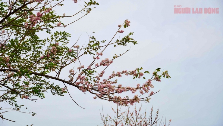 VIDEO: Du khách thích thú chụp hình bên hoa đỗ mai nở rộ ở Vũng Tàu