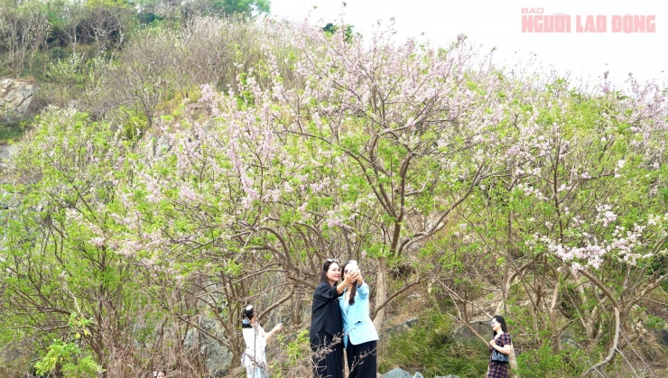 Hoa đỗ mai nở rộ hút hồn du khách đến với Vũng Tàu - 7