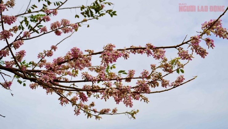 Hoa đỗ mai nở rộ hút hồn du khách đến với Vũng Tàu - 6