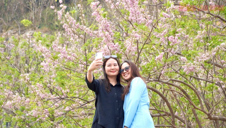 Hoa đỗ mai nở rộ hút hồn du khách đến với Vũng Tàu - 8