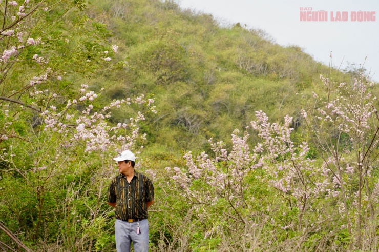 Hoa đỗ mai nở rộ hút hồn du khách đến với Vũng Tàu - 9