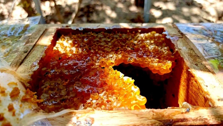 Một tổ ật ong dú chuẩn bị thu hoạch của một gia đình tại TPHCM.. Ảnh: T.Đ