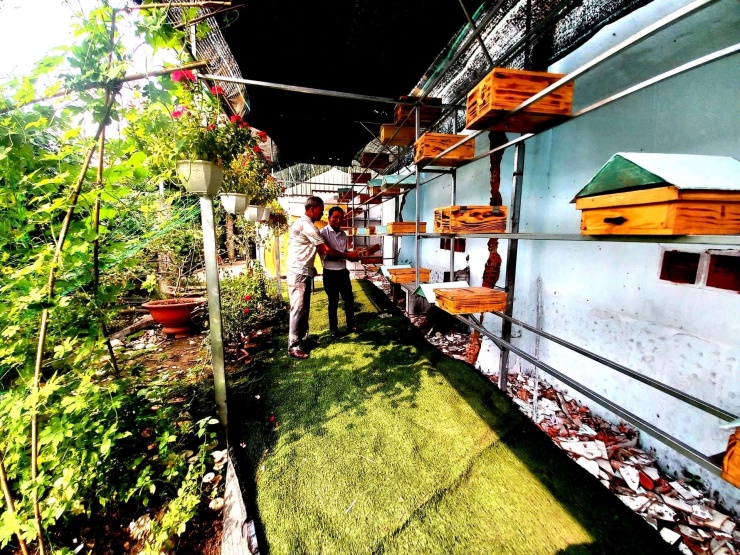 Khu vực nuôi ong dú của anh Phúc, xã Nhà Bè, TPHCM. Ảnh: T.Đ