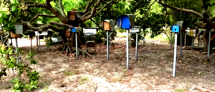 Khu vực nuôi ong dú của anh Đức, xã Hồ Tràm, TPHCM (địa phận huyện Xuyên Mộc, tỉnh Bà Rịa-Vũng Tàu trước đây). Ảnh: T.Đ.