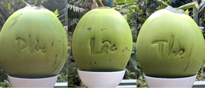 Nhiều năm trước, dừa tạo hình có giá bán 300.000 đồng/trái