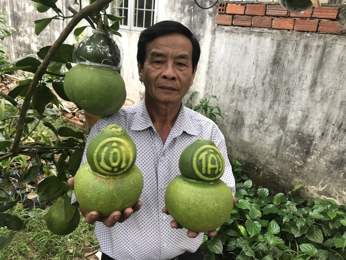 Năm nay, ông Võ Trung Thành chỉ sản xuất bưởi hồ lô bằng 1/10 tổng sản lượng so với mọi năm