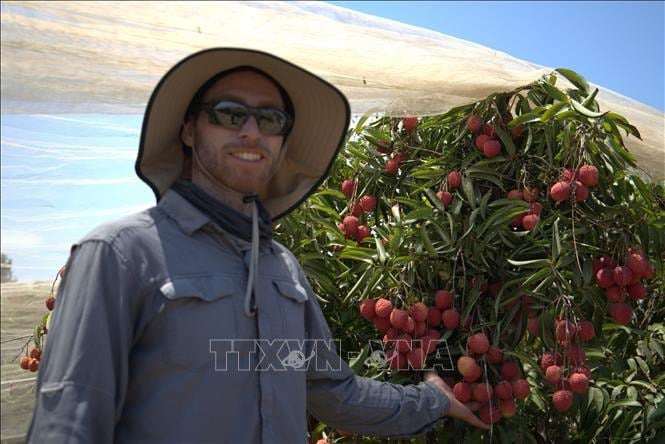 Tại trang trại gần thành phố HaBonim, Israel mỗi độ cuối tháng 6, gió Địa Trung Hải lại mang theo ánh nắng rực rỡ ùa về, cũng là lúc những chùm vải thiều Việt Nam đỏ rực bắt đầu chín.