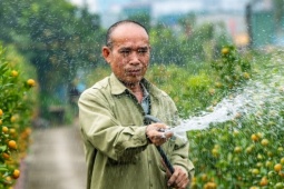 Quất hình ngựa được tạo trong 10 năm giá 30 triệu đồng ở làng hoa Tứ Liên