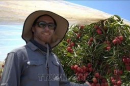 Israel trồng thành công vải thiều Việt Nam, cây thấp tè trái ngon quá trời thế này đây