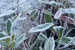 Tin không khí lạnh: Hà Nội rét đậm 10°C, vùng núi cao Bắc Bộ đề phòng băng giá