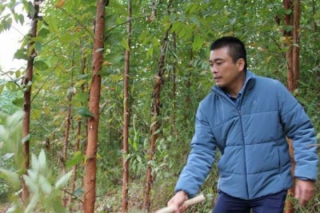 15 năm ròng rã trồng 18ha rừng đẹp như phim, chả mấy mà anh nông dân Lạng Sơn này cầm cục tiền to bự 10 con số