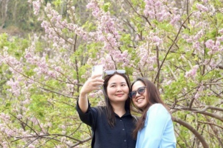 Hoa đỗ mai nở rộ hút hồn du khách đến với Vũng Tàu