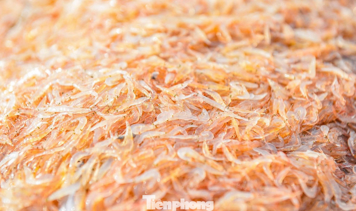 Những mẻ cá, mẻ tôm tươi rói lấp lánh dưới nắng sớm là thành quả của chuyến biển đầu năm.