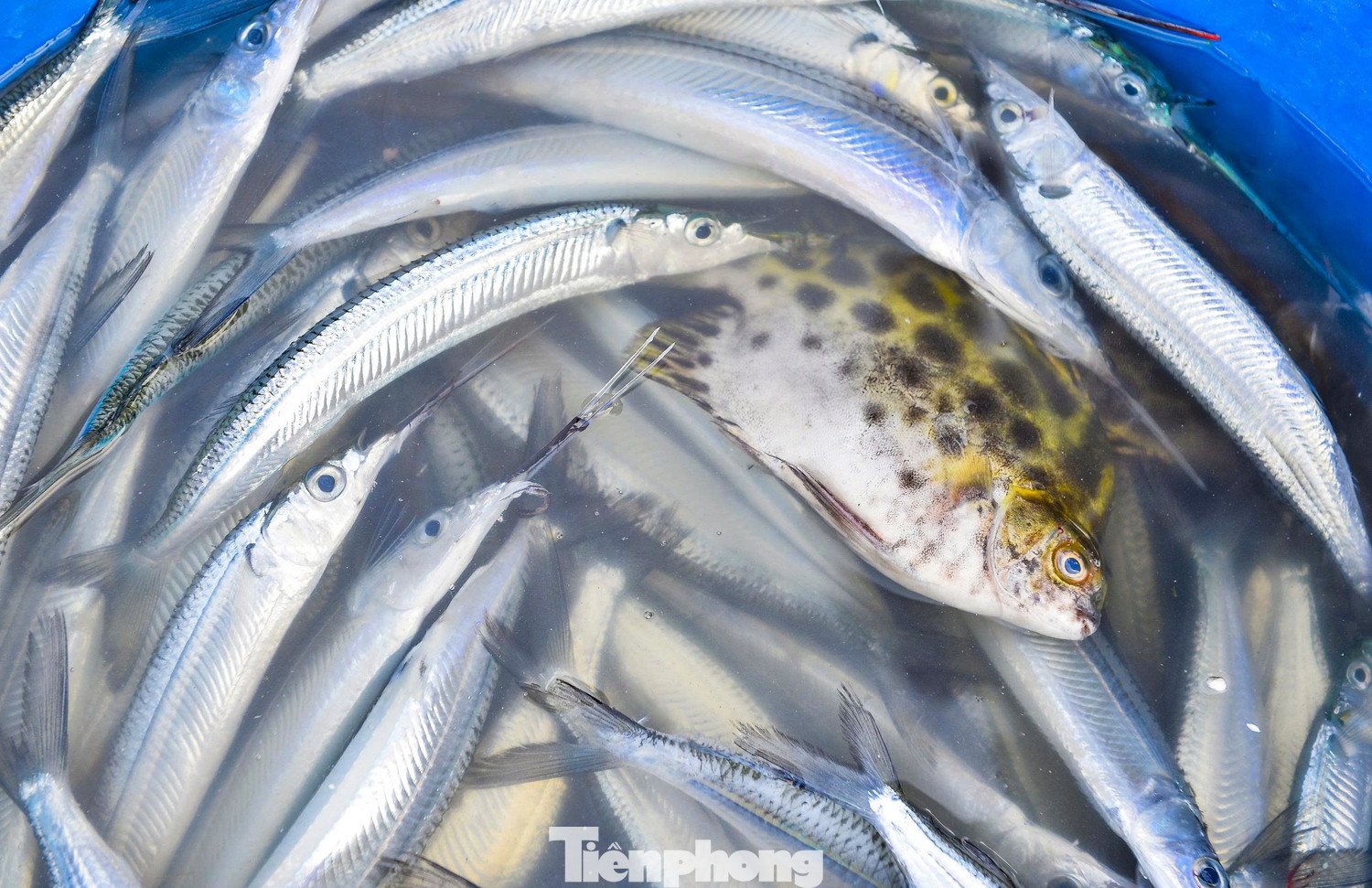 Những mẻ cá, mẻ tôm tươi rói lấp lánh dưới nắng sớm là thành quả của chuyến biển đầu năm.