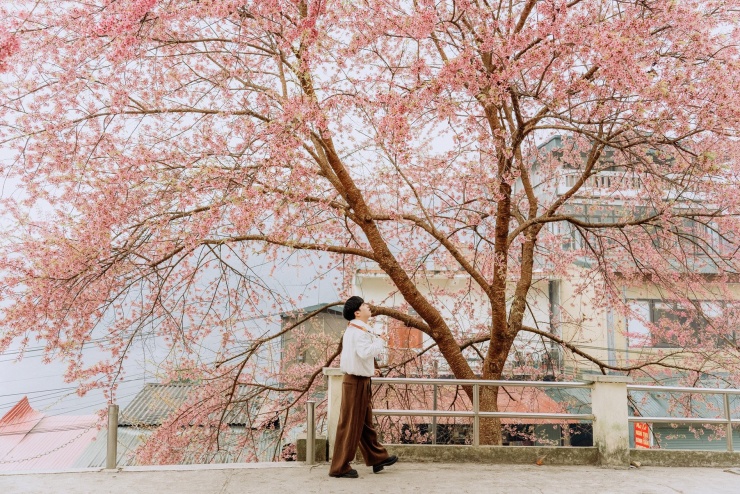 Đầu năm mới, xã Lũng Cú (Tuyên Quang) có nhiều địa điểm check-in hoa mai anh đào đẹp. Đặc biệt khu vực từ UBND xã đến Trường mầm non Lũng Cú, hoa nở rực rỡ cả con đường