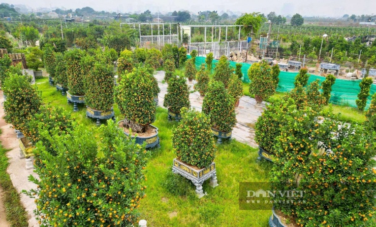 Làng nghề truyền thống trồng quất Tứ Liên được biết đến "thủ phủ" của nhiều loại quất ghép với gỗ lũa, quất bình, quất chum, trong đó, quất mộc căn được được các chủ vườn đầu tư, sáng tạo hơn với nhiều kiểu dáng để thu hút khách hàng.