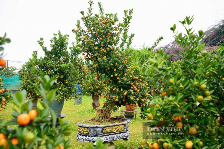 Quất mộc căn là loại cây cảnh đã xuất hiện trên thị trường hoa, cây cảnh Tết từ khoảng 9 năm trước. Tuy nhiên, vài năm gần đây, loại cây cảnh này mới được nhiều người biết đến hơn bởi hình dáng đẹp, độc lạ với bộ rễ trồi lên khỏi mặt đất tựa như những cây cổ thụ lâu năm.