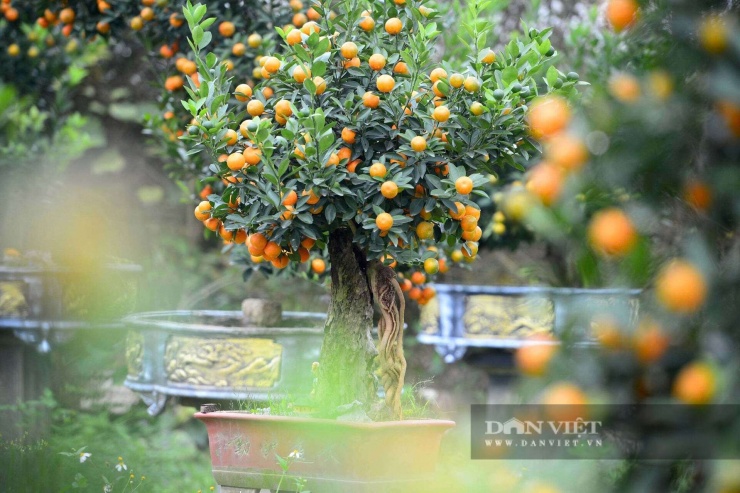 Theo quan niệm dân gian, mộc có nghĩa là thân cây, căn tức là rễ, quất mộc căn tức là bộ rễ của cây quất sẽ lộ lên khỏi mặt đất.&nbsp;