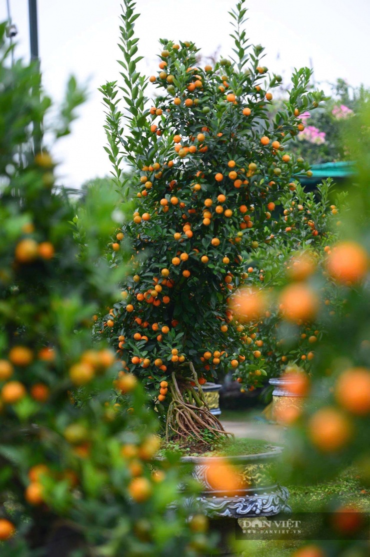 Quất mộc căn mang một vẻ hùng dũng, khỏe khoắn nhưng cũng hết sức mềm mại nhờ sự uốn tỉa tạo tác điêu luyện.