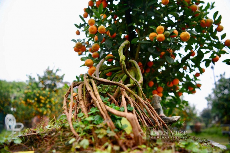 Quất mộc căn thường được các chủ vườn tạo nhiều dáng, thế như: huynh đệ, mẫu tử, thác đổ, ngũ phúc, tam đa, tứ quý, lộc bình…