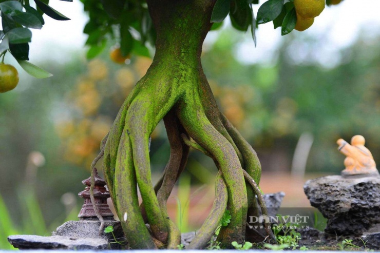 Tuỳ thuộc vào lượng rễ mỗi cây quất, thợ làm quất mộc căn có thể thiết kế tạo hình. Cây có rễ càng to, càng già chứng tỏ càng lâu năm và có giá trị lớn.