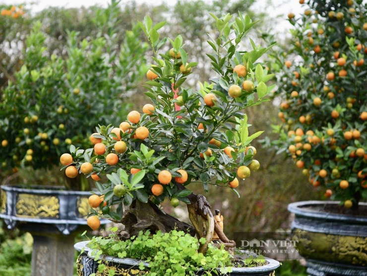 "Mỗi năm, tương ứng với mỗi con giáp sẽ tạo hình quất sao cho thể hiện được hàm ý sức mạnh của bộ rễ cũng giống như con người. Dù có khó khăn, gian nan nhưng lúc nào cũng mạnh mẽ vươn lên trong cuộc sống", chị Trang nói.