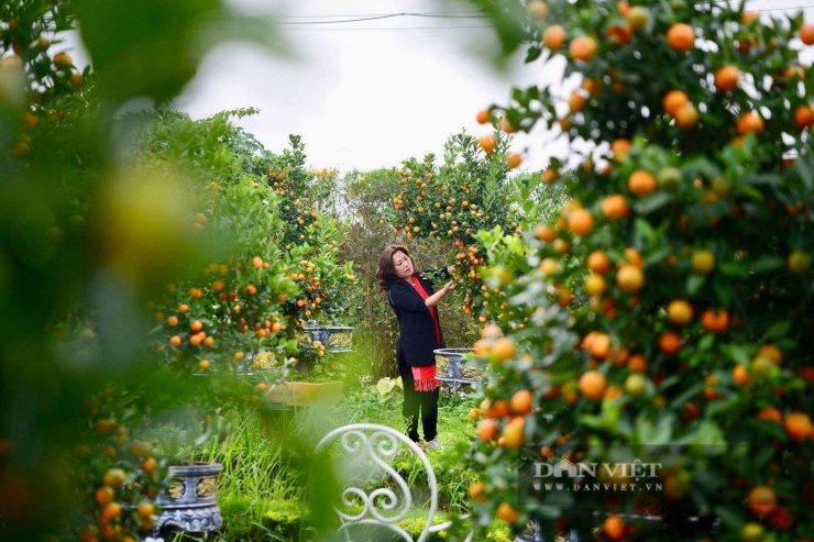 Chị Ngô Thu Trang, chủ vườn quất ở làng Tứ Liên (Hà Nội) cho biết, loại quất này được uốn nắn rất tỉ mỉ, đòi hỏi tay nghề thợ phải cao và rất kén người chơi.