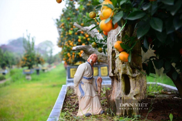 Hiện, giá quất cảnh bán tại vườn trong khoảng từ 3 - 5 triệu đồng/cây loại cỡ ang 40-80 cm. Còn loại cây to hơn giá từ trên 20 triệu đồng trở liên.