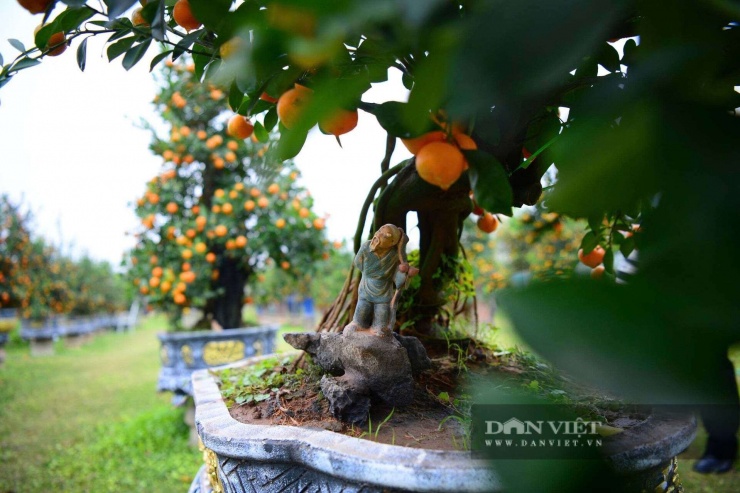 Bên cạnh bộ rễ, quất mộc căn cũng phải có tổng thể hài hòa, bố cục mạch lạc, để phô trương hết vẻ đẹp gốc và thân…