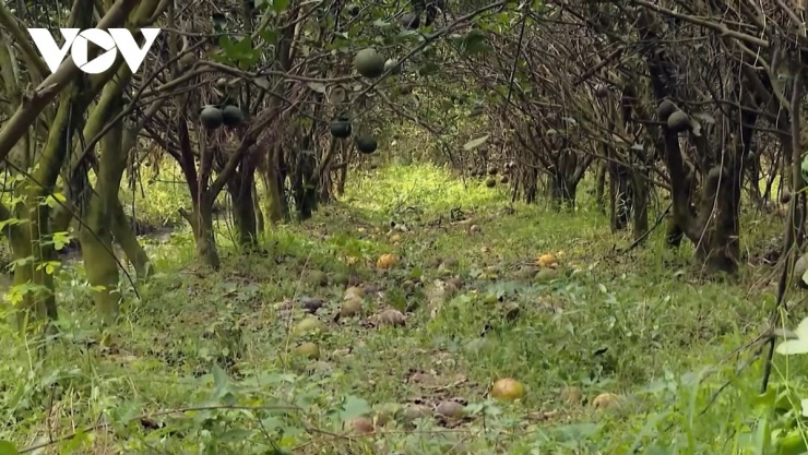 Nhiều vườn chín rụng khắp nơi mà vẫn phải neo trái, vì có bán cũng lỗ