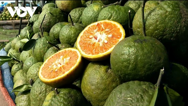 Cam sành được bày bán khắp nơi