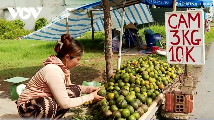 Tại Vĩnh Long cam sành bán lẻ cũng chỉ 3kg/10.000 đồng