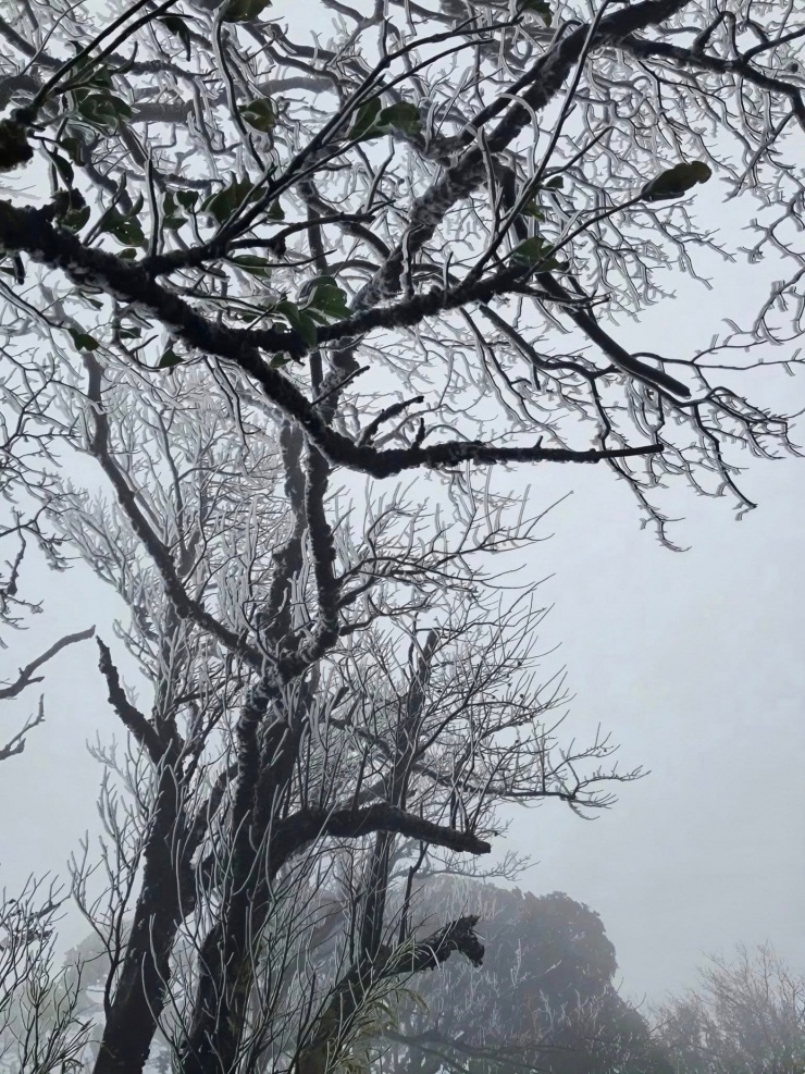 Xuất hiện băng giá trên đỉnh núi ở Cao Bằng - 4