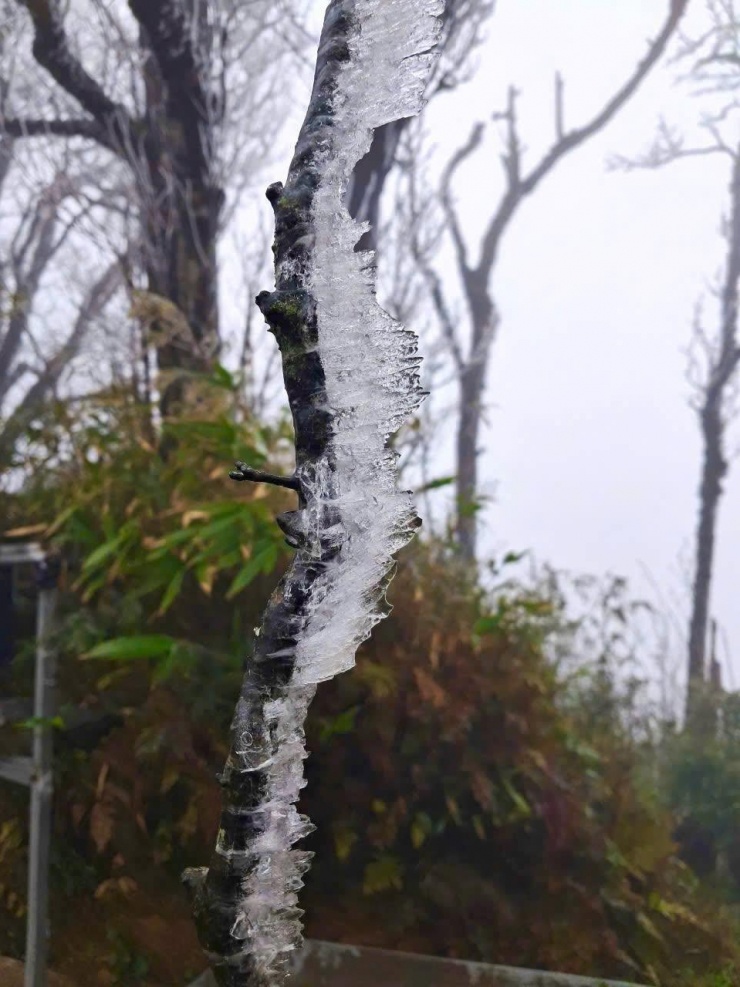 Lớp băng giá trên các cành cây trên đỉnh Phia Oắc.