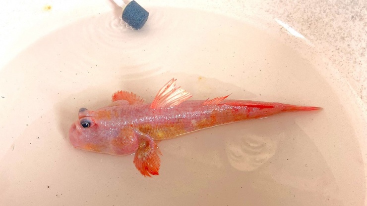 Con cá thòi lòi lạ mắt người dân Đất Mũi bắt được