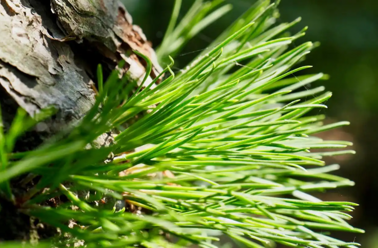 Những chiếc lá thông non được hái thủ công, phơi nắng và sao khô để tạo ra trà và bột lá thông, giúp tăng thu nhập cho người dân địa phương. Ảnh: Baidu