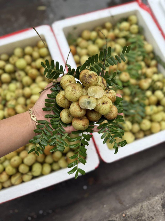 Me rừng hay còn gọi là quả mắc kham đang được nhiều chị em ưa chuộng vì hương vị riêng biệt.