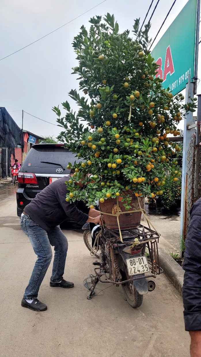 VIDEO: "Thủ phủ" quất Tết ở Hà Nội nóng lên từ rất sớm - 4