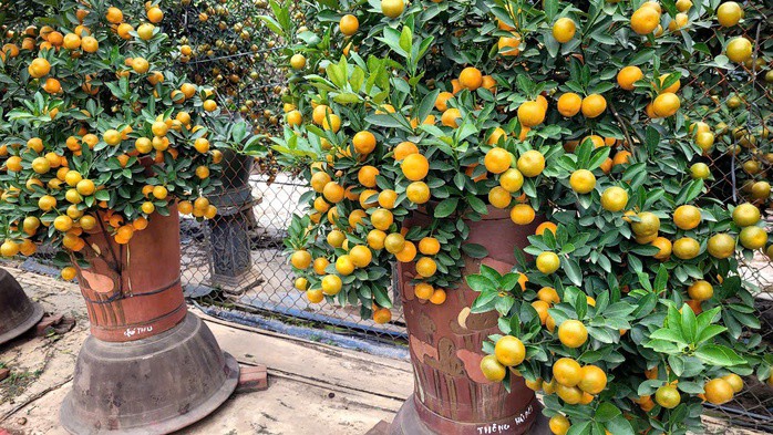 VIDEO: "Thủ phủ" quất Tết ở Hà Nội nóng lên từ rất sớm - 3