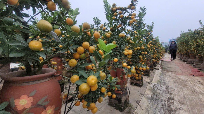 VIDEO: "Thủ phủ" quất Tết ở Hà Nội nóng lên từ rất sớm - 5