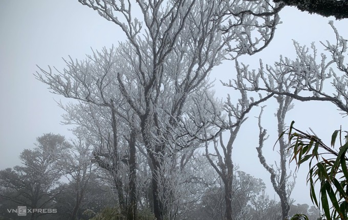 Băng phủ dày trên cành cây, ngày 6/1. Ảnh: Đinh Hợi.