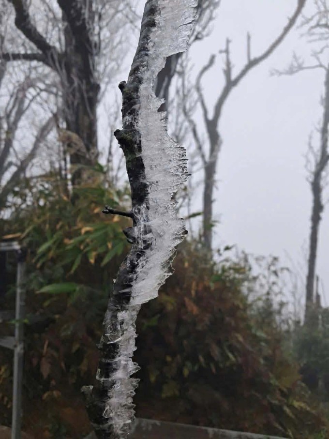 Băng bám vào cây trên núi Phia Oắc, Cao Bằng. Ảnh: Đặng Khương.