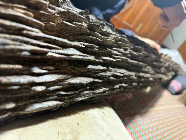 Cận cảnh khúc trầm tốc bông có giá hơn 600 triệu đồng ở Hà Tĩnh.