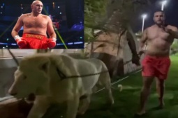 Võ sĩ "đạn bắn không chết", dắt sư tử đi dạo rồi thách đấu "Vua giang hồ" Fury