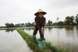 Con động vật ngoại lai bò chậm chạp, phá hại lúa thì nhanh, trời rét, dân Đà Nẵng lội bắt bán ra tiền