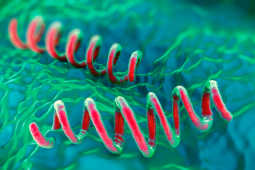 Giang mai bùng phát tại Đông Á, Nhật Bản ghi nhận hơn 13.000 ca mắc