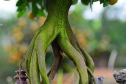 Loại cây cảnh "cổ - kỳ- mỹ" đang được săn lùng về chơi Tết Bính Ngọ với bộ rễ độc lạ, nhô lên khỏi mặt đất