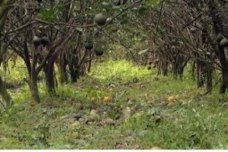 Giá cam sành tiếp tục chạm đáy, nông dân Vĩnh Long lo “mất Tết”