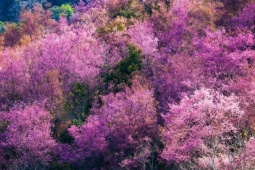 Mùa mai anh đào 'nhuộm hồng' Đà Lạt